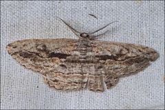 Scioglyptis loxographa