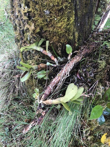 Epidendrum odontospathum Rchb.f.