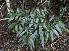 Nectandra turbacensis