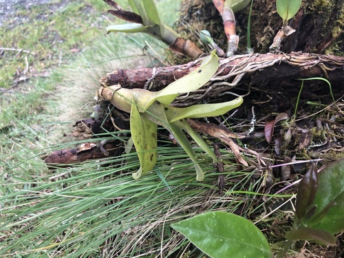 Epidendrum odontospathum Rchb.f. 2