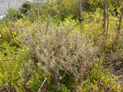Atriplex lindleyi