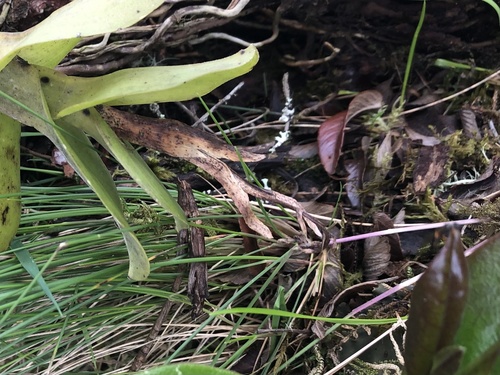 Epidendrum odontospathum Rchb.f. 3