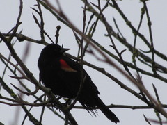 Agelaius phoeniceus caurinus