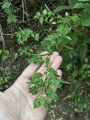 Corchorus siliquosus