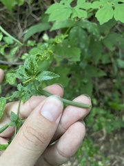 Corchorus siliquosus