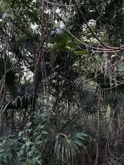 Livistona chinensis