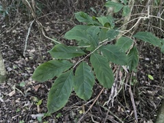 Casearia guianensis
