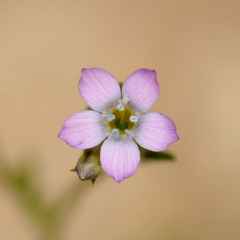 Gilia flavocincta