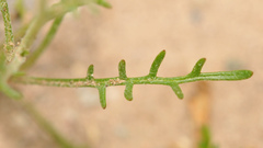 Gilia flavocincta