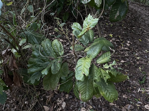 Cupania triquetra