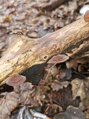 Auricularia auricula-judae