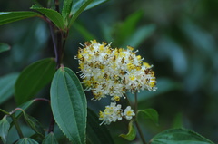 Miconia crocea