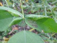 Macrosaccus morrisella