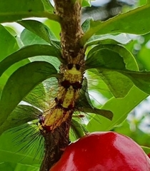 Lepidoptera