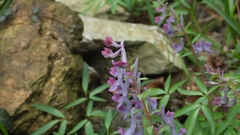 Corydalis yanhusuo