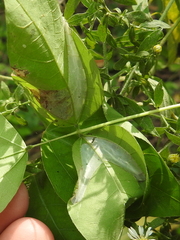 Lithocolletinae