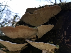 Trametes