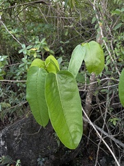 Ficus citrifolia