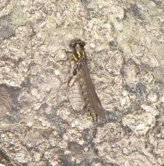 Hylogomphus apomyius