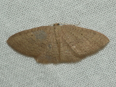 Poecilasthena anthodes