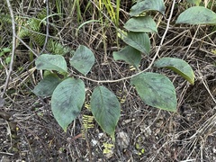 Heliotropium verdcourtii