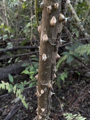 Zanthoxylum martinicense