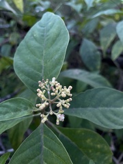 Palicourea pubescens