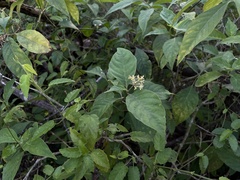 Palicourea pubescens