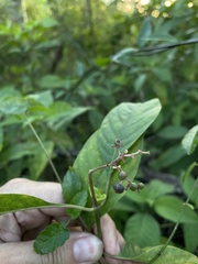 Palicourea pubescens