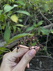 Palicourea pubescens