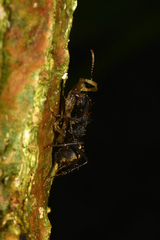 Dolichoderus bidens