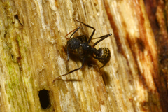 Dolichoderus bidens