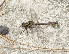 Hylogomphus apomyius