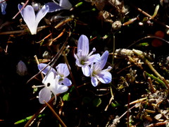 Veronica lilliputiana