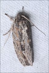 Agriophara leptosemela