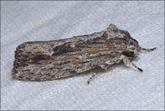 Agriophara leptosemela