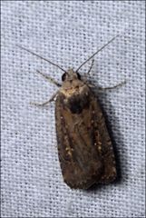 Barea codrella