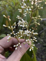 Miconia laevigata