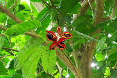 Sterculia monosperma