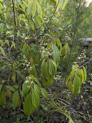 Miconia laevigata