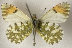 Anthocharis cethura morrisoni