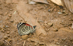 Diaethria candrena
