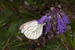 Pieris bryoniae