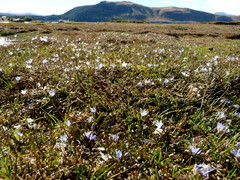 Veronica lilliputiana