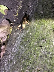 Tarbinskiellus portentosus