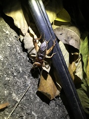 Tarbinskiellus portentosus