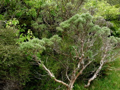 Brachyglottis cassinioides