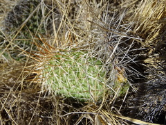Opuntia polyacantha polyacantha