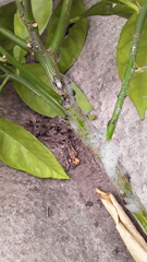 Insecta
