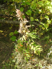 Eriophyes rhoinus